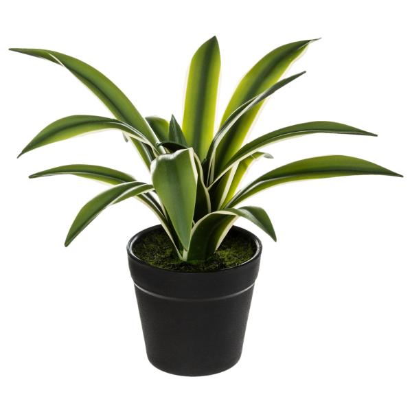 AGAVE, ΦΥΤΟ ΣΕ ΓΛΑΣΤΡΑ Φ8xΥ7εκ PVC ΜΑΥΡΗ