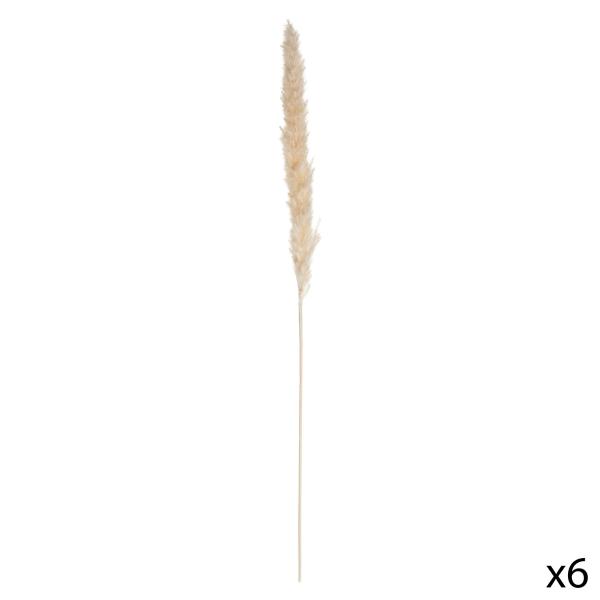 PAMPAS, ΣΕΤ 6 ΑΠΟΞΗΡΑΜΕΝΑ ΚΛΑΔΙΑ ΙΒΟΥΑΡ 4.5x4.5x66.5cm