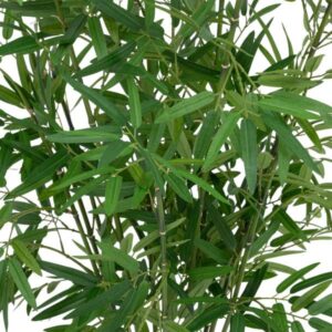 ΦΥΤΟ BAMBOO ΣΕ ΓΛΑΣΤΡΑ 45x45xΥ100cm