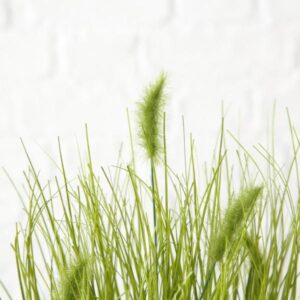 GRASS CAT, ΦΥΤΟ ΣΕ ΚΑΣΠΩ H44cm