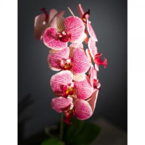 ORCHIDEA 1 ΤΕΧΝΗΤΟ ΦΥΤΟ PEVA ΚΕΡΑΜΙΚΟ ΡΟΖ ΚΙΤΡΙΝΟ 30x11xH63cm