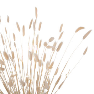 ΔΙΑΚΟΣΜΗΤΙΚΟ ΜΠΟΥΚΕΤΟ ΑΠΟΞΗΡΑΜΕΝΟ RABBIT TAIL- CREAM 50gr 76Υεκ.