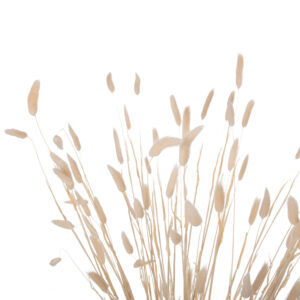 ΔΙΑΚΟΣΜΗΤΙΚΟ ΜΠΟΥΚΕΤΟ ΑΠΟΞΗΡΑΜΕΝΟ RABBIT TAIL- CREAM 50gr 76Υεκ.