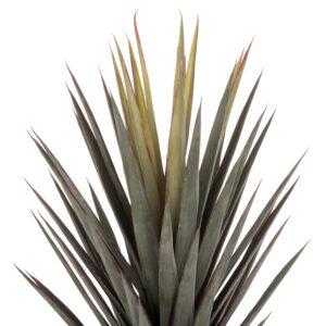 ΔΙΑΚΟΣΜΗΤΙΚΟ ΣΥΝΘΕΤΙΚΟ ΦΥΤΟ SISAL AGAVE ΣΕ ΓΛΑΣΤΡΑ 120Υεκ.